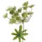 Light Green Queen Anne&#x27;s Lace Spray by Ashland&#xAE;